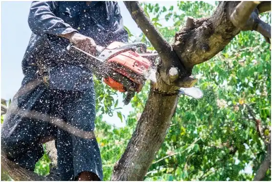 tree services Glenville